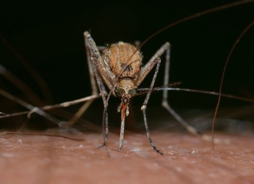 mosquito close up