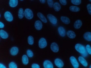 Figure 2: Mycoplasma negative sample